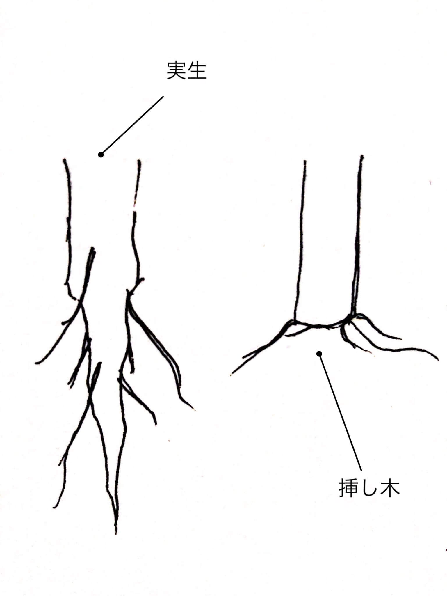 実生と挿し木の根の違い